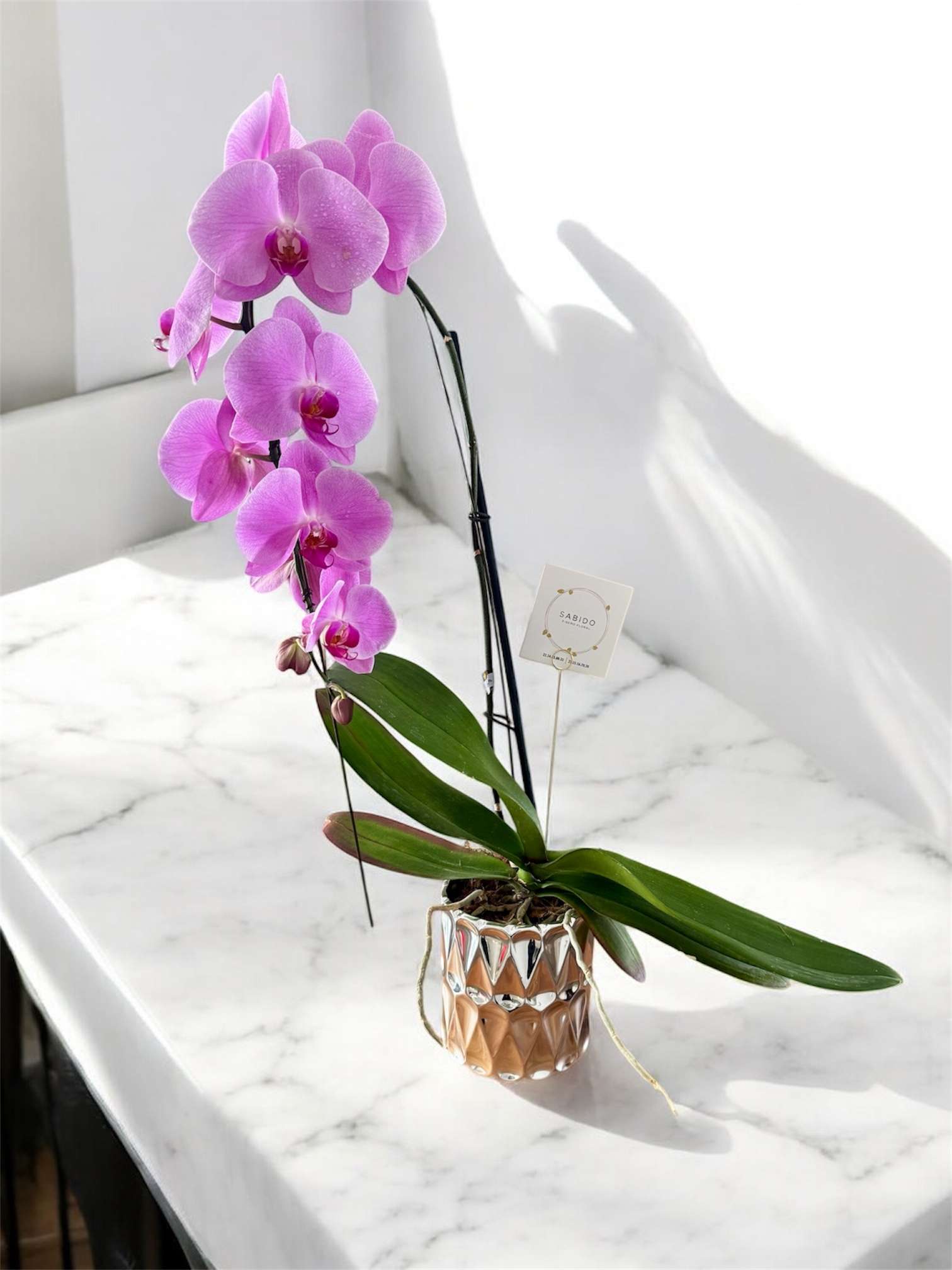 orquídea cascada Puebla